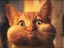 Gatti (357)